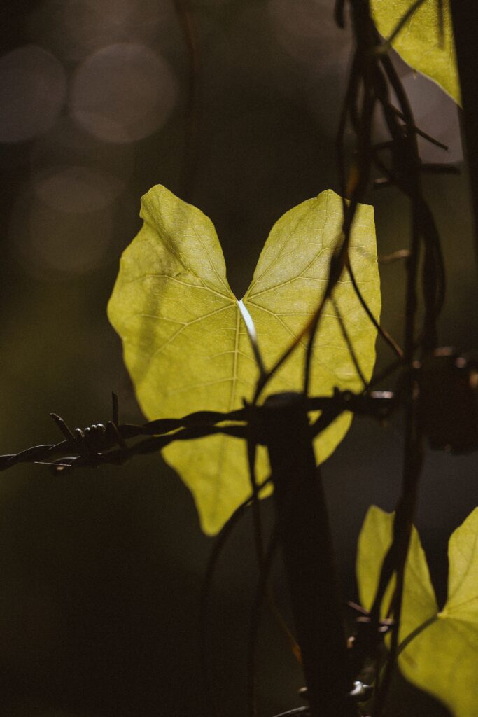 Herz Natur, Blätter, Wald, Liebe