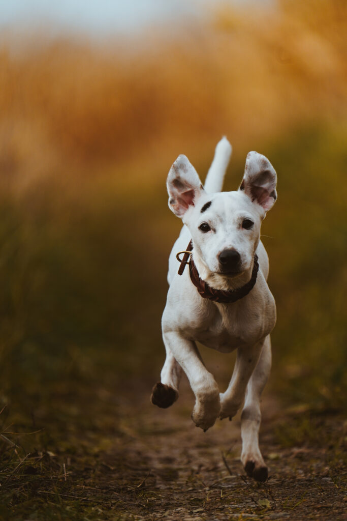 Tierfotografie Tier, Hunde, Natur, Gummersbach